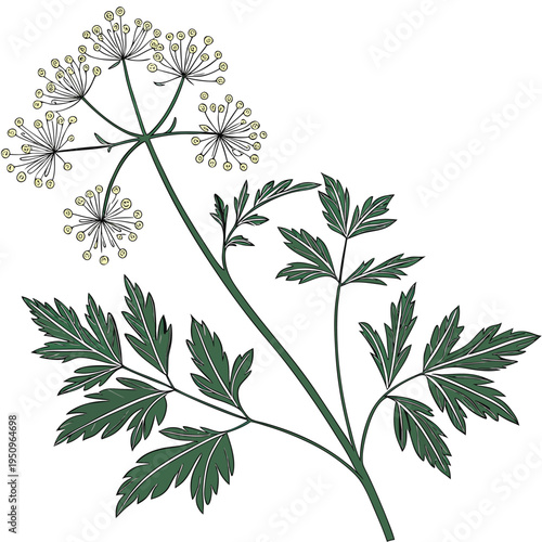 thalictrum minus flower vector