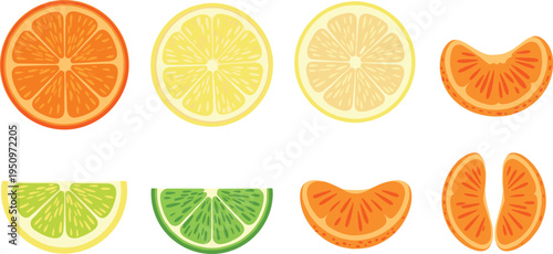 Citrus Fruit Slice Set with Orange Lemon Lime and Tangerine Segments Fresh Juicy Vector Illustration Collection