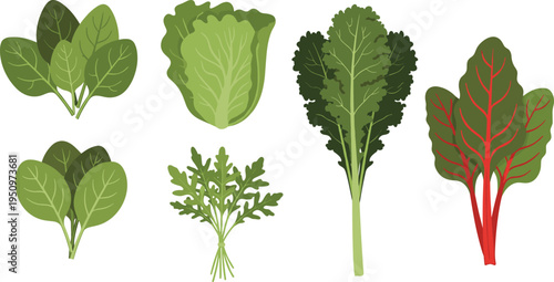 Leafy Green Vegetables Illustration Set Featuring Spinach Lettuce Kale and Swiss Chard Plants for Healthy Food Nutrition Organic Farming and Cooking Ingredients Design.