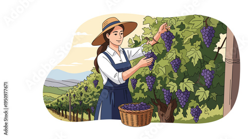 Female worker wearing a straw hat while harvesting ripe purple grapes in a sunny vineyard during the autumn season.