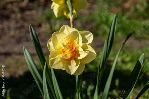 Fotografia A bright yellow daffodil blooming proudly in garden - soft petals, a sunny orang