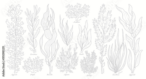 Collection of Seaweed Illustrations - Botanical Line Art