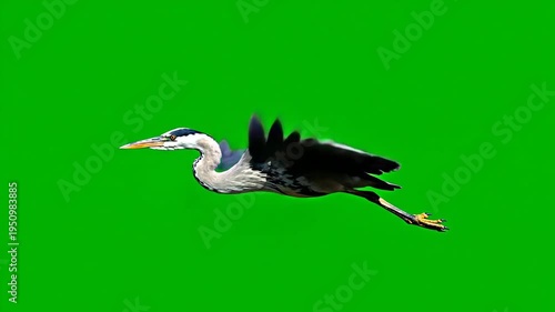 Heron Bird Flying Against Green Background.
