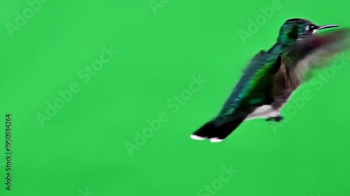 Hummingbird in Flight against Green Background.