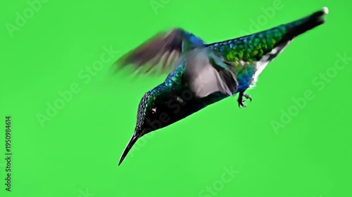 Hummingbird in Flight Green Screen Background.