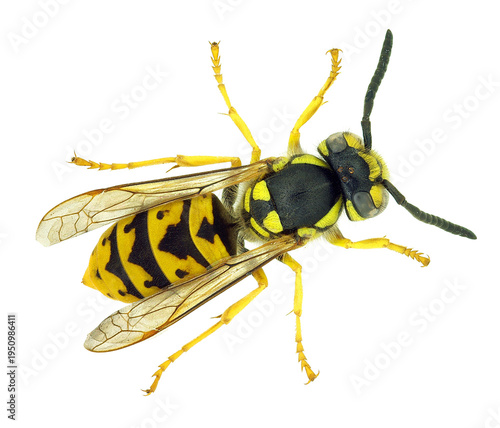 Photos Macro of a yellow jacket wasp isolated on black background