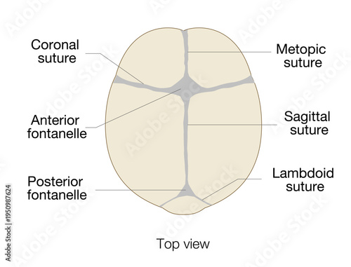 Infant skull anatomy diagram showing cranial sutures and fontanelle, top view