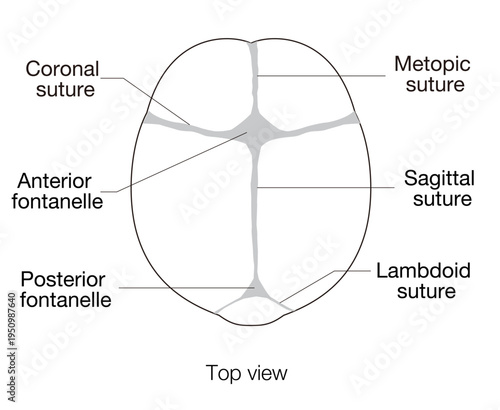 Black and white line infant skull anatomy showing cranial sutures and fontanelle, top view