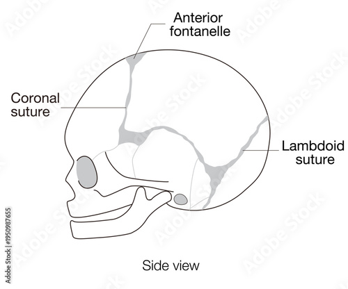 Infant skull anatomy diagram showing cranial sutures and fontanelle, side view