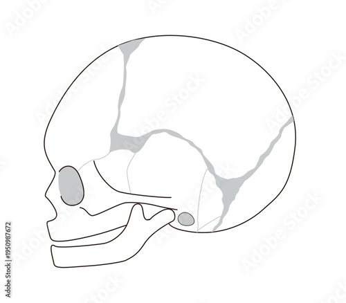 Infant skull anatomy diagram showing cranial sutures and fontanelle, side view