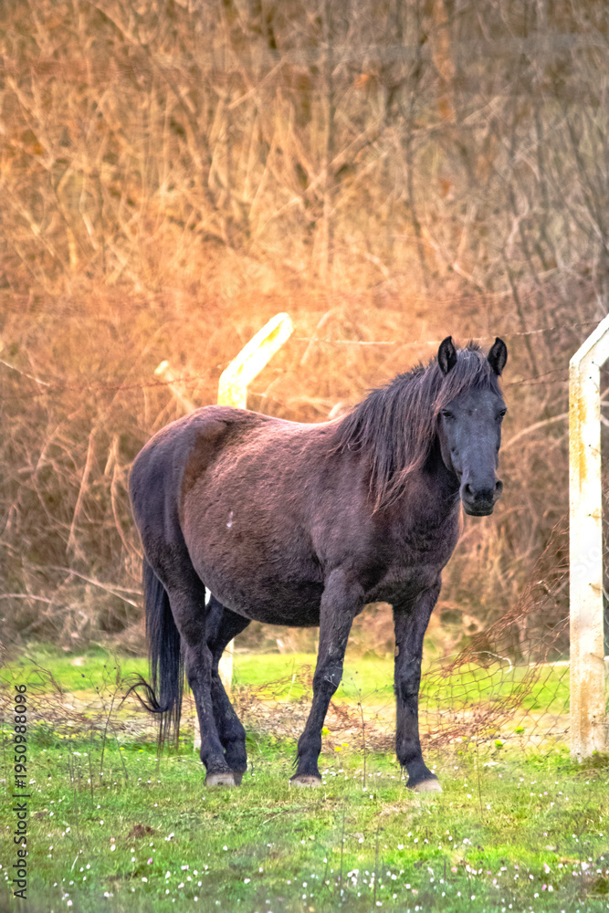 Fototapeta premium Brown horse in its natural habitat. Alone wild horse. Animal. Nature. Outdoor. Equine. No people, nobody. Alone. Vertical photo.