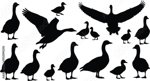 Duck and goose bird silhouette collection, flying and standing waterfowl shapes, wildlife animal vector illustration