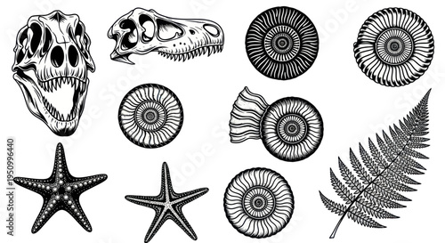 Dinosaur Skull, Fossil Collection, Starfish, Ammonite, Fern Leaf - Vector Art