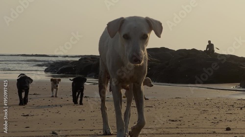 dogs & puppy on the beach