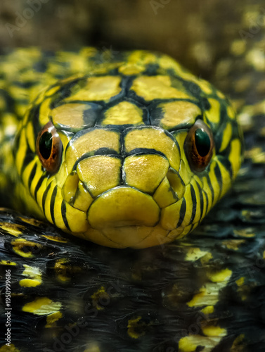 Extreme close up photograph capturing the intense gaze of a brightly colored yellow and black patterned snake head