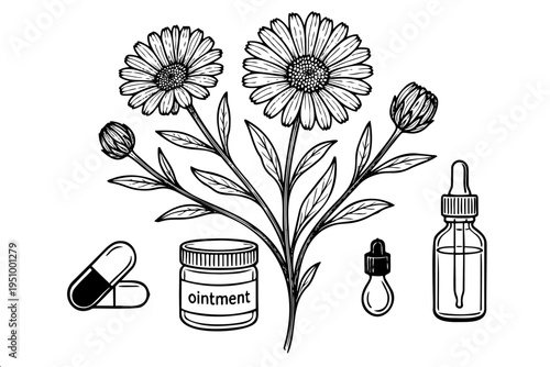 Black and white botanical illustration of marigold plant with capsules ointment jar and dropper bottle