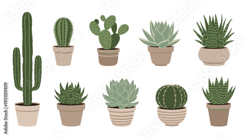 Collection of different desert cacti and succulent plants in various clay pots arranged in two rows on a plain white background.