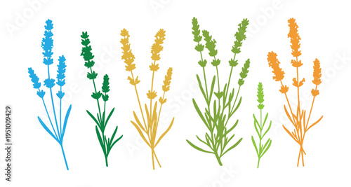 Set of vector illustrations of lavender flowers, bright and detailed on white.