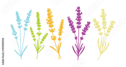 Collection of colorful lavender flowers, vector illustrations on white background.