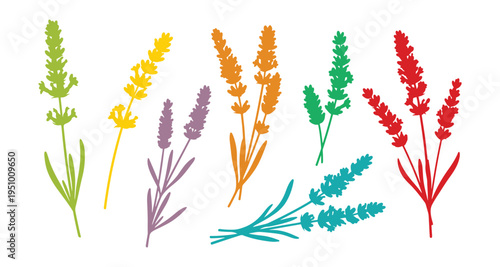 Colorful lavender flowers with branches, isolated on a white background, vector set.