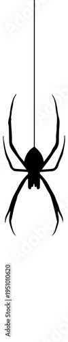 Black Spider Silhouette Hanging on a Web Thread Vector Illustration Isolated on White Background