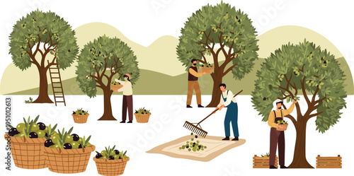 Olive Harvesting Process with Farmers Picking Olives from Trees, Collecting Baskets and Traditional Agriculture Vector Illustration