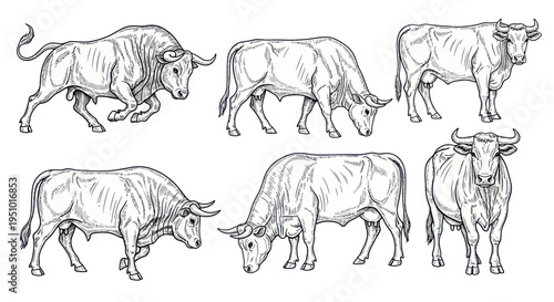 Diverse Bull Poses Sketch Collection: Strength and Power in Line Art