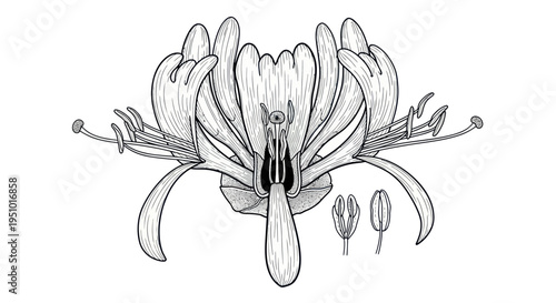 Detailed botanical illustration of a honeysuckle flower, showing internal structure and stamens.