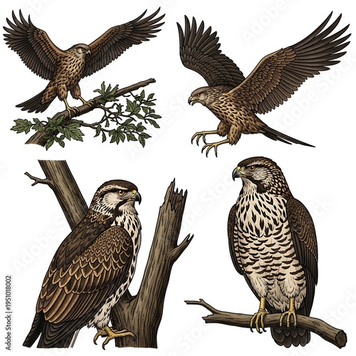 Set of four detailed hawk illustrations in various poses isolated on white
