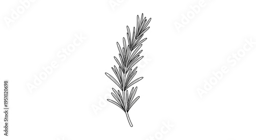 Rosemary Sprig Illustration - Hand-drawn Botanical Line Art
