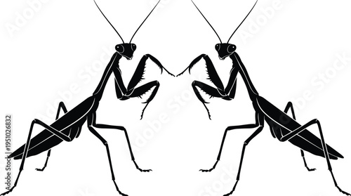 Two Symmetrical Black Praying Mantis Silhouettes Facing Each Other in a Mirror Image Profile Illustration Isolated on a White Background