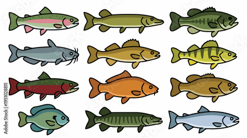 Collection of Twelve Different Freshwater Fish Species Illustrated.