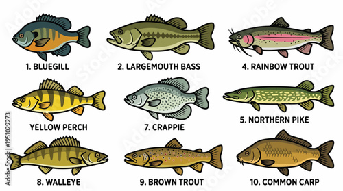 Collection of Freshwater Fish Species Commonly Found in North American Waters.