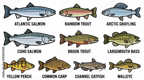 Collection of various freshwater and saltwater fish species, including salmon, trout, bass, and catfish, illustrated for identification.