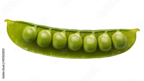 Obraz na płótnie Fresh vibrant green pea pod, perfectly open with a row of seven plump peas insid