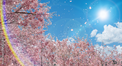 Bild auf Leinwand 青空と太陽の光に輝く満開の桜と舞う花びら　春の入学卒業背景	新生活と希望のイメージ　レンズフレアと眩しい光