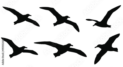 A flock of seabirds in flight against a white background silhouette