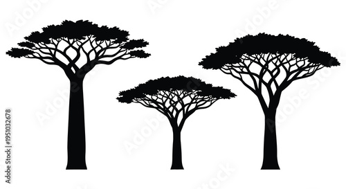 Three acacia trees in a row striking black shapes silhouette