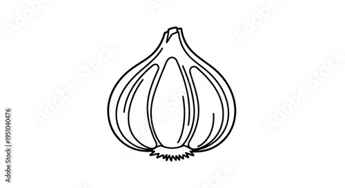 Garlic bulb outline illustration, simple line art drawing of a fresh vegetable, isolated on white background