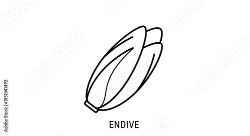Endive Vegetable Icon, Simple Line Art Illustration, Healthy Food Concept