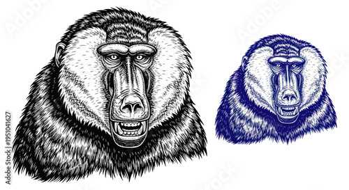 Detailed Ink Drawing of Two Baboon Portraits, Black and White and Blue