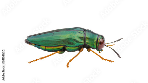 Vibrant metallic green jewel beetle with iridescent shell and striking orange legs, isolated on transparent background, a detailed macro shot PNG
