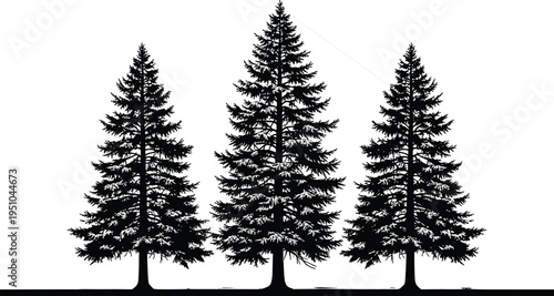 Evergreen pine tree silhouettes in forest landscape, black vector illustration of conifer trees, nature woodland scene isolated on white background