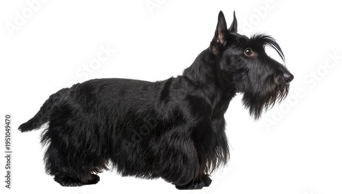 Konstfotografi Elegant black Scottish Terrier dog standing in classic side profile, full body v