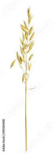 Dry oat (avena sativa) spikelet isolated on white or transparent background