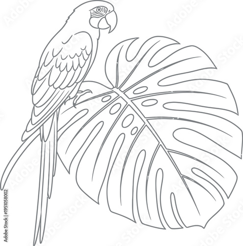 Detailed outline illustration of a beautiful tropical parrot, possibly a macaw, perched gracefully on a large, intricately veined monstera leaf, presented as a charming line art drawing.