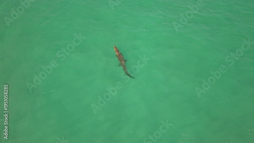 Saltwater crocodile swimming in the Indian Ocean near Sri Lanka coast, aerial drone view of wild predator in tropical blue water