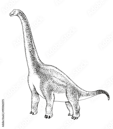 Brachiosaurus dinosaur hand drawn vector