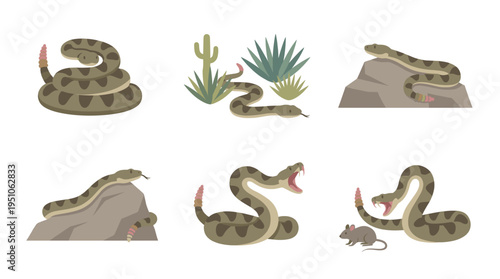Wild rattlesnake vector set flat design collection featuring snake on rock, striking pose, coiled reptile, and eating mouse in desert nature wildlife illustration.