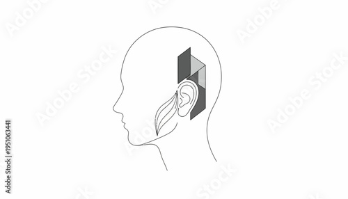 Head anatomy, ear, temporal lobe, brain section, medical illustration, side view